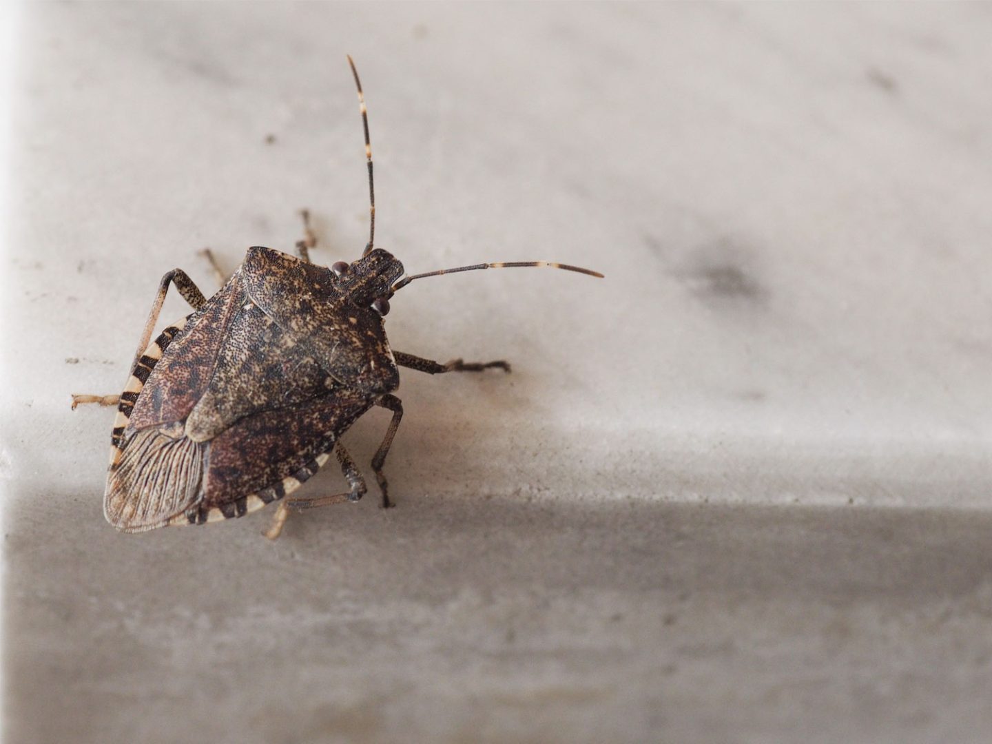 Seasonal measures for Brown Marmorated Stink Bug (BMSB)